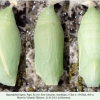hyponephele lupina azer pupa5
